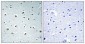 POLR2E Polyclonal Antibody